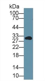 Prohibitin Antibody in Western Blot (WB)