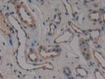 PRCP Antibody in Immunohistochemistry (Paraffin) (IHC (P))