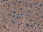 PRCP Antibody in Immunohistochemistry (Paraffin) (IHC (P))