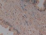 PRCP Antibody in Immunohistochemistry (Paraffin) (IHC (P))