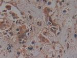 PRCP Antibody in Immunohistochemistry (Paraffin) (IHC (P))