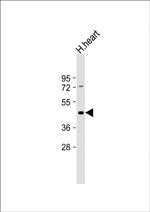 Myostatin Antibody in Western Blot (WB)