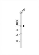 Myostatin Antibody in Western Blot (WB)