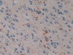 PSAP Antibody in Immunohistochemistry (Paraffin) (IHC (P))