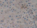 PSAP Antibody in Immunohistochemistry (Paraffin) (IHC (P))