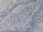 PSAP Antibody in Immunohistochemistry (Paraffin) (IHC (P))