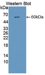 PSAP Antibody in Western Blot (WB)