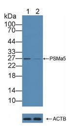 PSMA5 Antibody in Western Blot (WB)