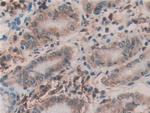 ERp72 Antibody in Immunohistochemistry (Paraffin) (IHC (P))