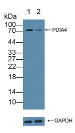 ERp72 Antibody in Western Blot (WB)