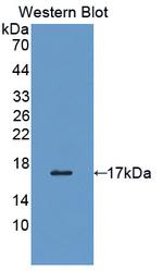 ERp72 Antibody in Western Blot (WB)