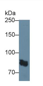 PTPRS Antibody in Western Blot (WB)