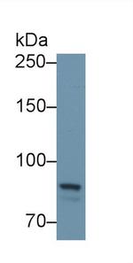 PTPRS Antibody in Western Blot (WB)