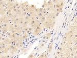 NPEPPS Antibody in Immunohistochemistry (Paraffin) (IHC (P))