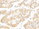 NPEPPS Antibody in Immunohistochemistry (Paraffin) (IHC (P))