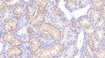 RBP7 Antibody in Immunohistochemistry (Paraffin) (IHC (P))