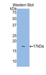 RBP7 Antibody in Western Blot (WB)