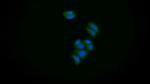 S100A6 Antibody in Immunocytochemistry (ICC/IF)