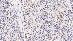 SCRN1 Antibody in Immunohistochemistry (Paraffin) (IHC (P))