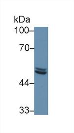 SCRN1 Antibody in Western Blot (WB)