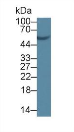 SCRN1 Antibody in Western Blot (WB)