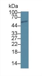 SCRN1 Antibody in Western Blot (WB)