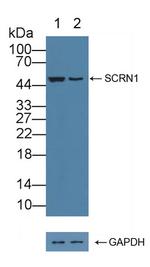 SCRN1 Antibody in Western Blot (WB)