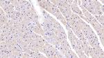 SEMA5B Antibody in Immunohistochemistry (Paraffin) (IHC (P))