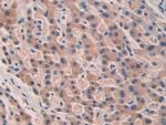 SEPT5 Antibody in Immunohistochemistry (Paraffin) (IHC (P))