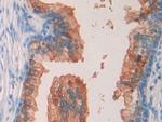 SEPT5 Antibody in Immunohistochemistry (Paraffin) (IHC (P))