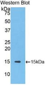 Slc30A8 Antibody in Western Blot (WB)