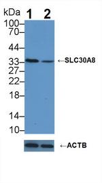 Slc30A8 Antibody in Western Blot (WB)