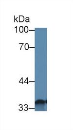 Slc30A8 Antibody in Western Blot (WB)