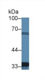 Slc30A8 Antibody in Western Blot (WB)