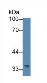 Slc30A8 Antibody in Western Blot (WB)