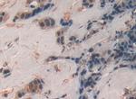 SP100 Antibody in Immunohistochemistry (Paraffin) (IHC (P))