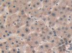 SP100 Antibody in Immunohistochemistry (Paraffin) (IHC (P))