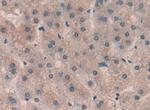 SP100 Antibody in Immunohistochemistry (Paraffin) (IHC (P))