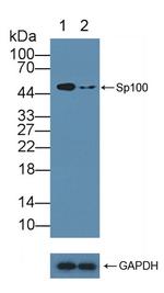 SP100 Antibody in Western Blot (WB)