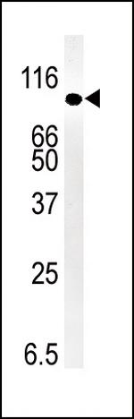 SMURF1 Antibody in Western Blot (WB)