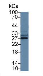 SPRY3 Antibody in Western Blot (WB)