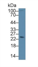 SDF2L1 Antibody in Western Blot (WB)