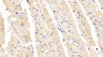 SOD1 Antibody in Immunohistochemistry (Paraffin) (IHC (P))