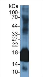 SOD1 Antibody in Western Blot (WB)