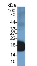 SOD1 Antibody in Western Blot (WB)