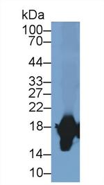 SOD1 Antibody in Western Blot (WB)