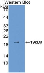 SOD1 Antibody in Western Blot (WB)