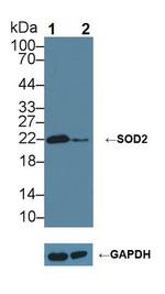 SOD2 Antibody in Western Blot (WB)