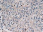 Syntaxin 2 Antibody in Immunohistochemistry (Paraffin) (IHC (P))