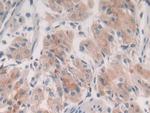 Syntaxin 2 Antibody in Immunohistochemistry (Paraffin) (IHC (P))